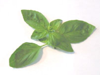 Basil