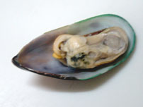 Blue mussel