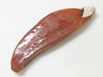 Bottarga