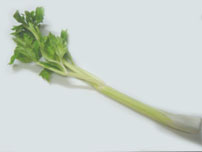 Celery