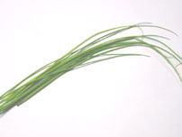Chives