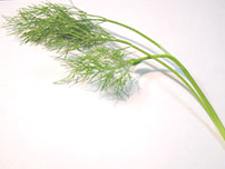 Dill