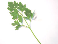 Italian Parsley