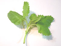 Lemon balm