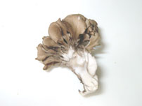Maitake mushroom