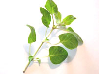 Oregano