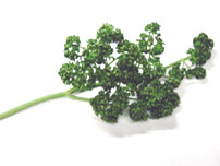 Parsley