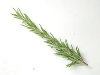 Rosemary