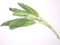 Sage