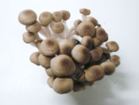 Shimeji mushroom