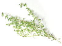 Thyme